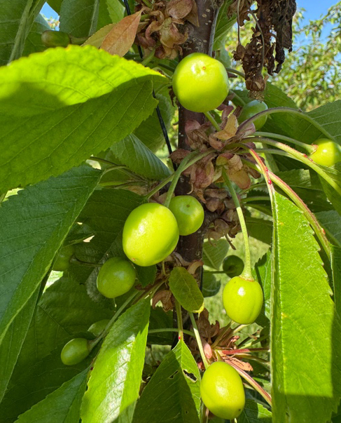 A cluster of green unripe cherries 